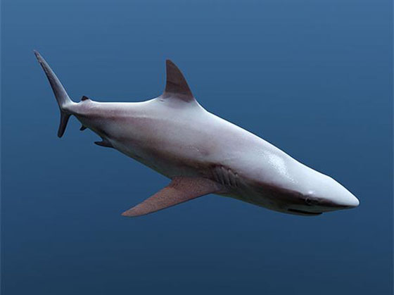 Cinema 4D Shark 3D Model