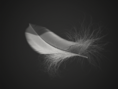 Feather Cinema 4d