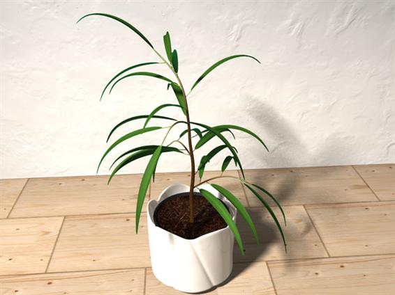 Ficus benjaminus 3D model