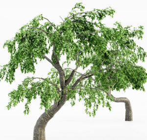 5 Cherry Tree 3D Models