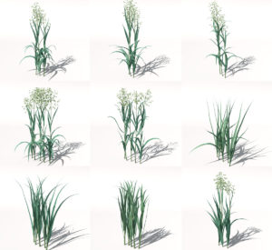 9 Avena Sativa Oats 3D Model