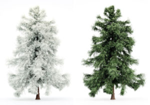 Cedar Tree Winter and Spring 3D Model