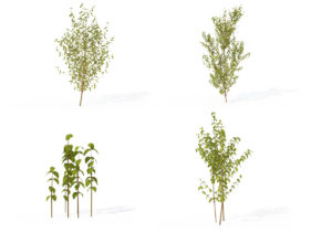 4 Common Dogwood Plants 3D Model