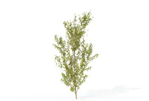 Common Dogwood Tree 3D Model