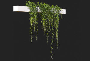 Curtain Creeper 3D Plant Model