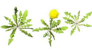 Dandelion Free 3D Plant Model