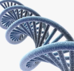 Dna Free 3D Model