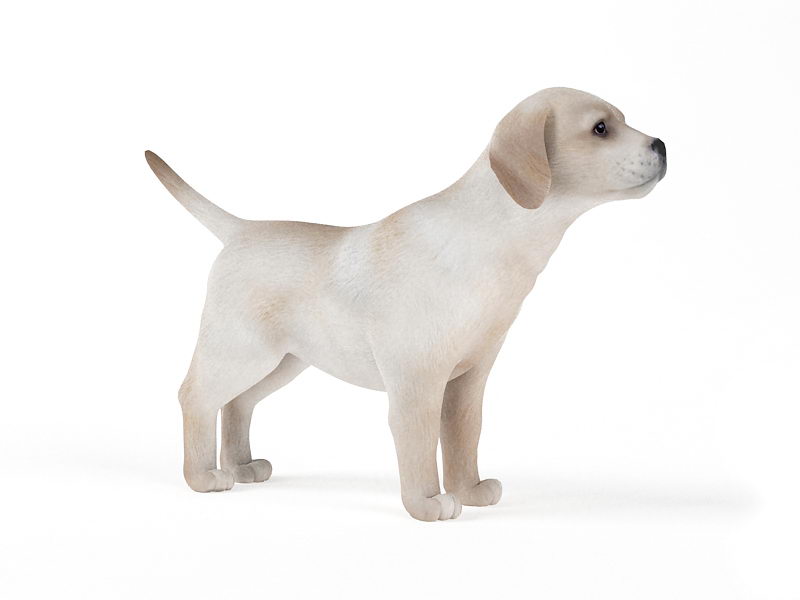 Dog 3D Model