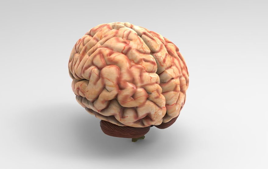 Free 3D Brain Model