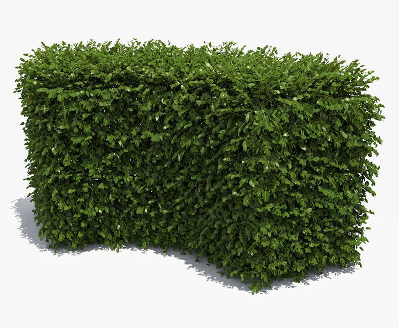 Free 3D Corner Boxwood