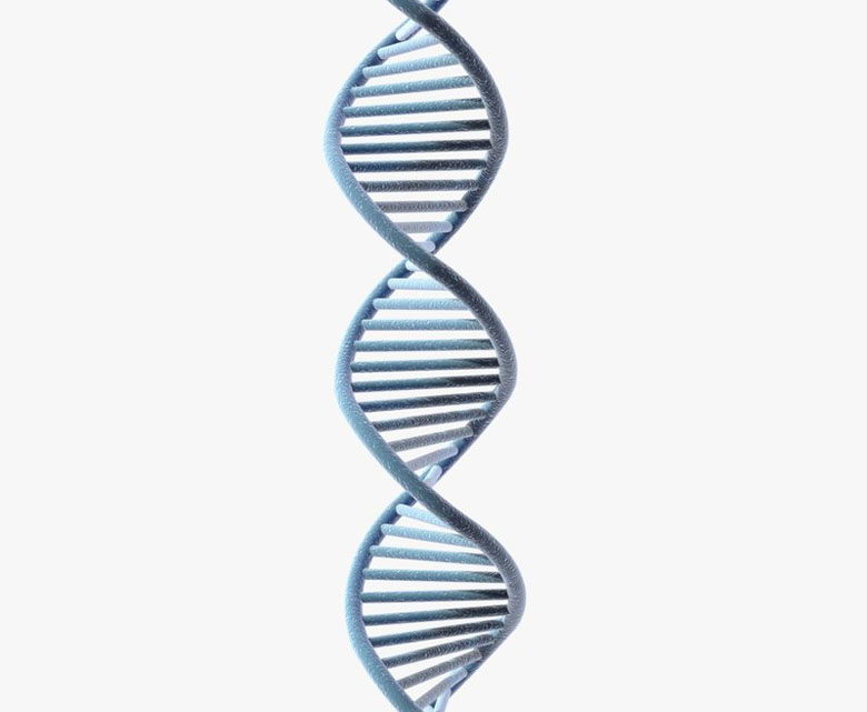 Free 3D Dna Model