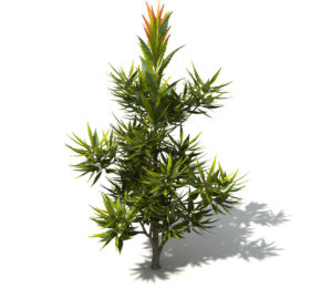 Free 3D Garden Plant