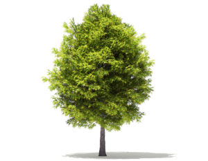 Free 3D Japanese Maple Tree