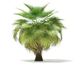 Free 3D Palm Tree Model