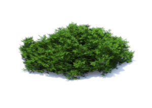 Free 3D Thuja Shrub Model