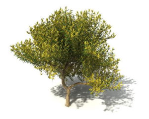 Free Cinema 4D Tree 3D Model