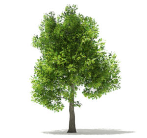 Free Oak Tree 3D Model