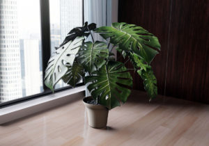 Free Office Plant 3D model