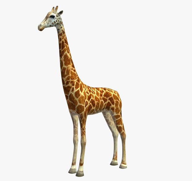 Giraffe 3D Model