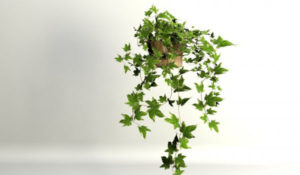 High Quality Ivy Free 3D Model