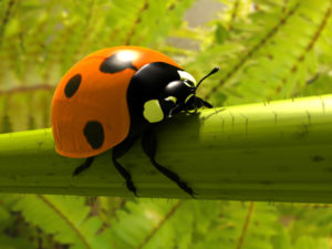 Ladybird Free 3D Model