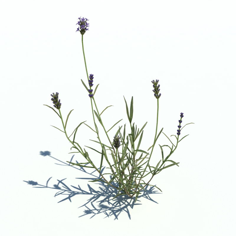 Lavender 3D Model