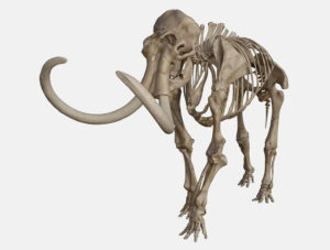 Mammoth Skeleton 3D Model