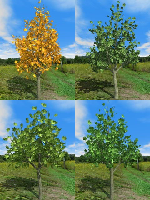 Maple Tree 3D Model