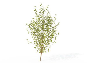 Medium Common Dogwood 3D Model