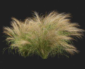 Mexican Feather Grass 3D Plant Model