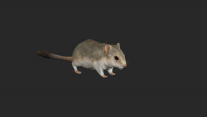 Mouse 3D Model