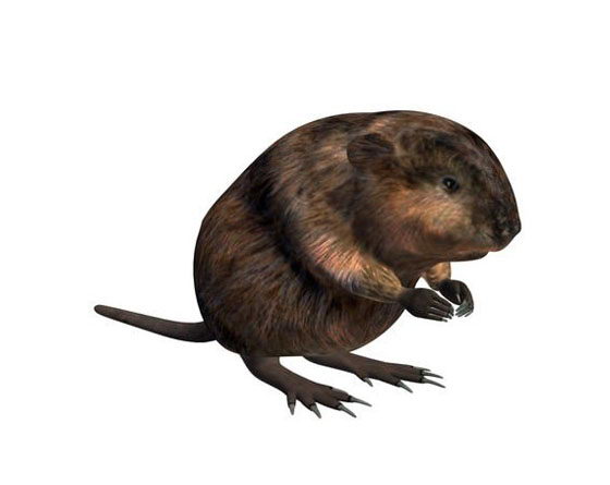 Muskrat 3D Model