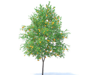 Orange Tree 3D Model