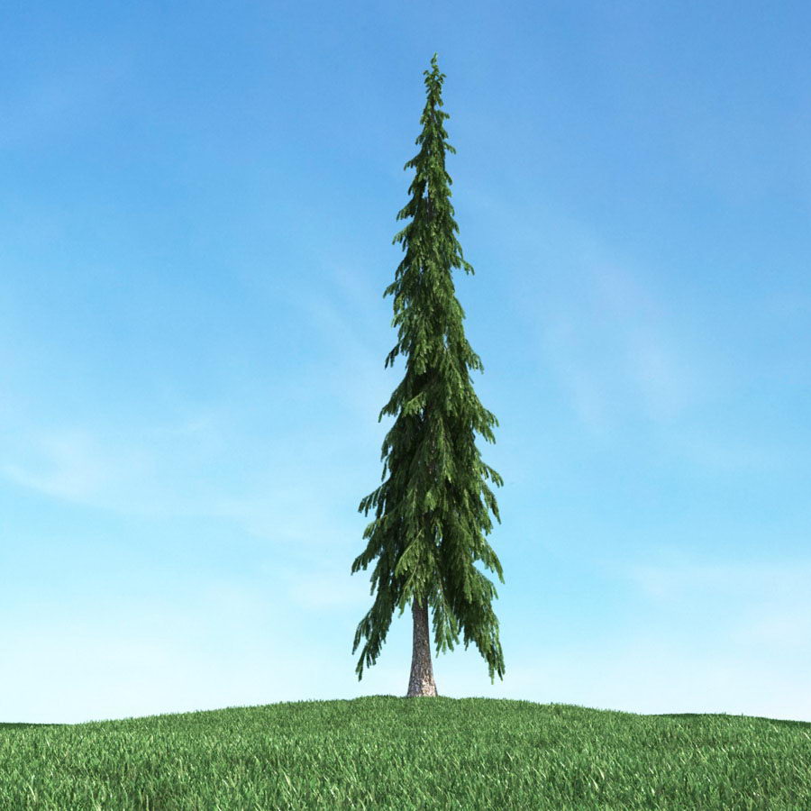 Pyramidal Tree 3D Model