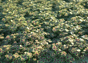 Realistic Flour Plant Clover 3D Model