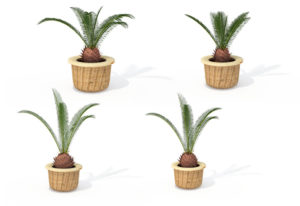 Sago Palm Tree 3D Model