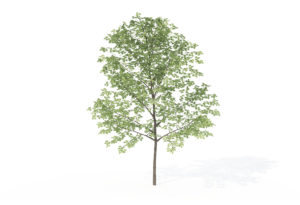 Sapling Sweet Birch Tree 3D Model