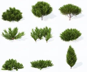 9 Savin Juniper Tree 3D Model