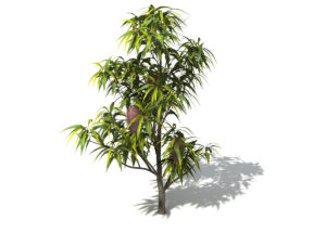 Saw Banksia Plants 3D Model