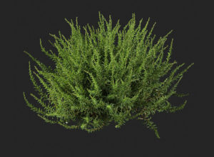 Scotch heather Plant 3D Model