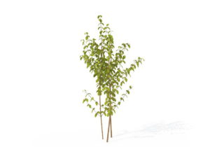 Small Common Dogwood 3D Model