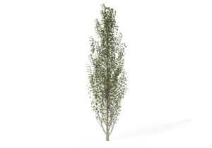 Small Lombardy Poplar Tree 3D Model