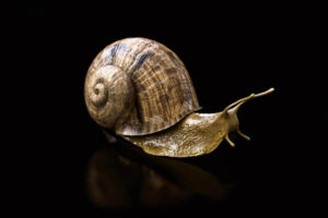 Realistic Snail Free 3D Model