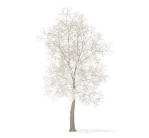 Tree with Snow 3D Model