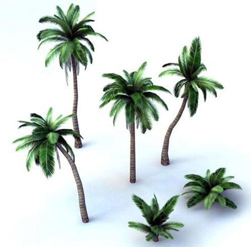 Tropical Palm Tree Collection 3D Model