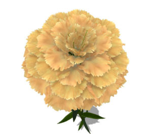 White Carnation Flower 3D Model