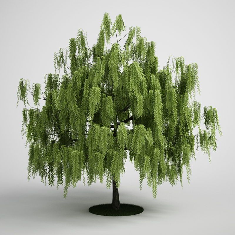 Willow Tree 3D Model