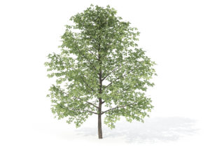 Young Sweet Birch Tree 3D Model