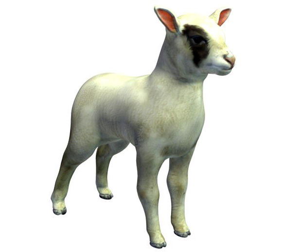 Lamb 3D Model